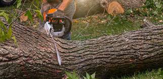 Best Commercial Tree Services  in Scotts Hill, TN